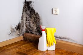 Best Emergency Mold Remediation  in Biltmore Forest, NC